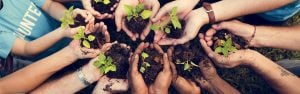 hands holding plants that are ready to be planted slider